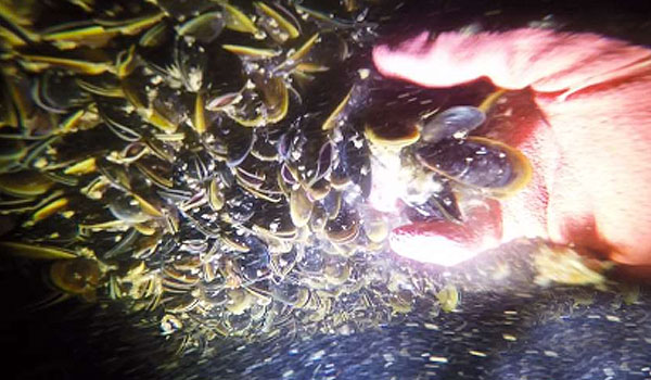 Alineación de tubería, limpieza de pozos y sus componentes mediante sistema de cavitación