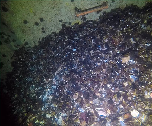 solido-y-rejillas-mejillon